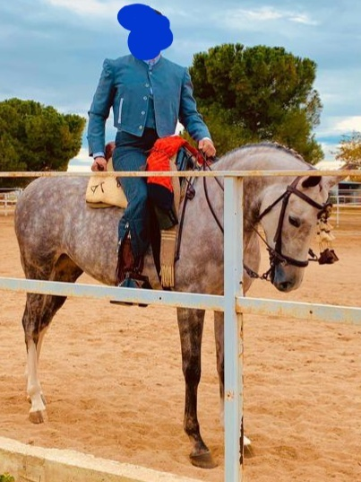 Yeguas Cruzada buenos origenes - Vendo Yegua 7 años, muy guapa
