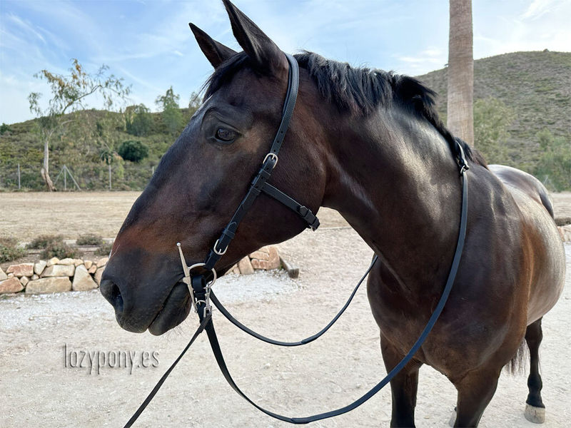  Anatomical french bridle Lazypony with reins, cabezada anatomica, cabezada cuero