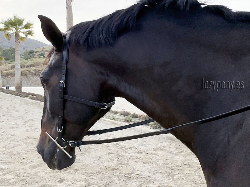 Anatomical french bridle Lazypony with reins, cabezada anatomica, cabezada cuero - Artículos de hípica in 