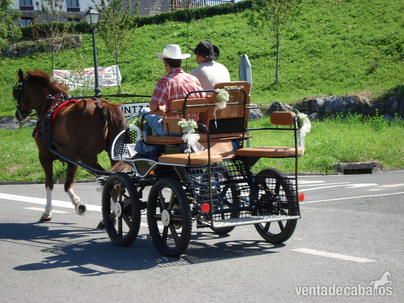 Caballo de enganche in 