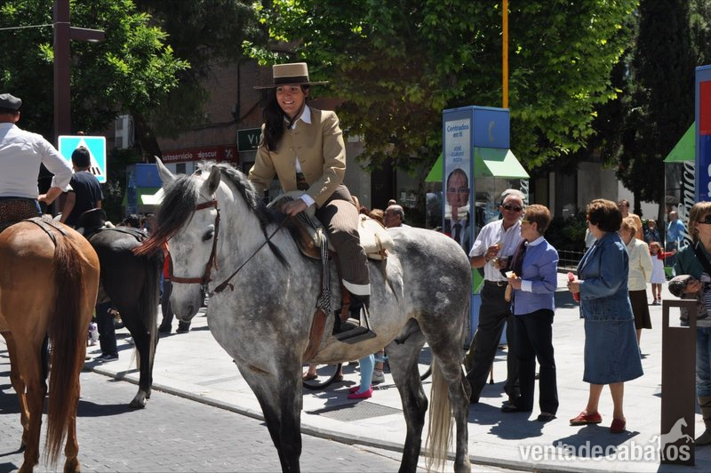 Caballo tordo de 11 años cruzado. in 