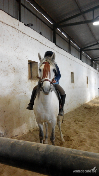 Caballos Capados Cruzado - Caballo tordo de 11 años cruzado.