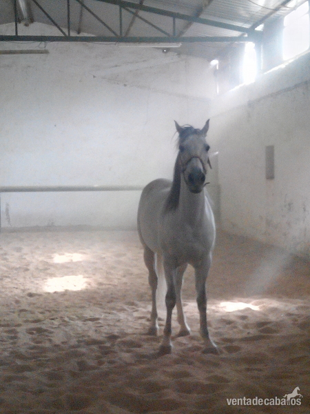 Caballo tordo de 11 años cruzado. - Caballos Capados Cruzado