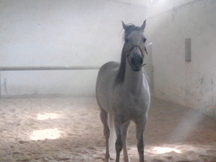 Caballo tordo de 11 años cruzado.