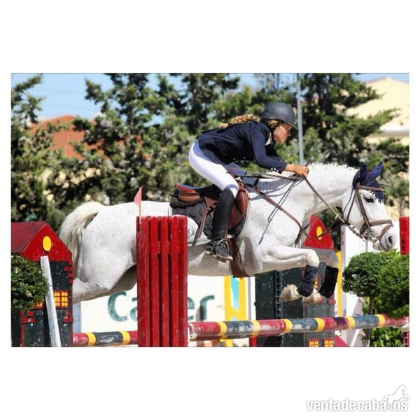 YEGUA CAMPEONA EN 1.20 Y 1.30 in 
