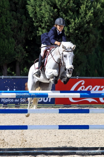 Caballo de Deporte Español (CDE)