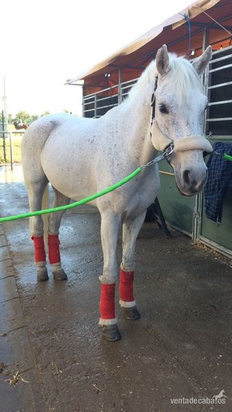 Caballo de Deporte Español (CDE) {TYPE}