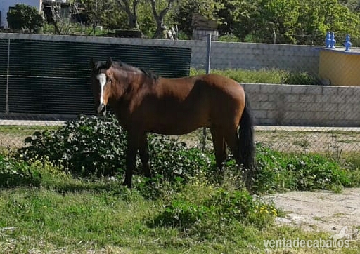 Vendo caballo español cruzado lusitano in 