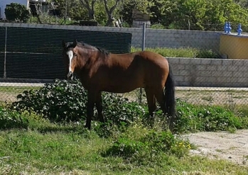 Vendo caballo español cruzado lusitano