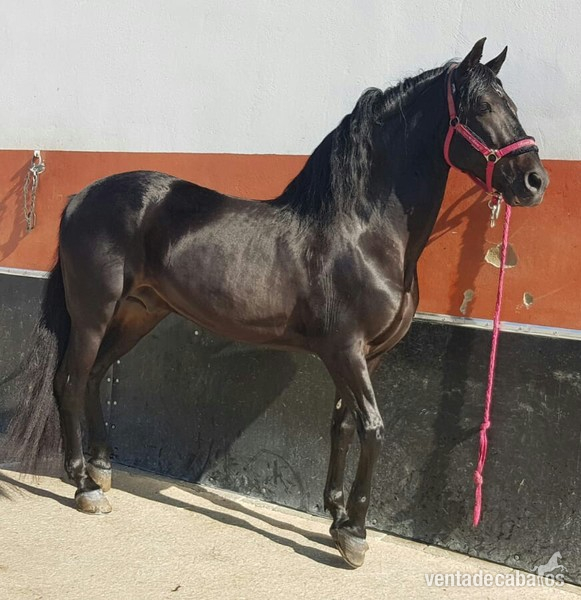 P.R.E negro barroco in 