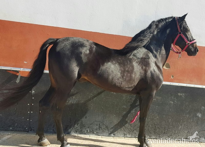 Caballos Pura Raza Española (P.R.E.) P.R.E - P.R.E negro barroco
