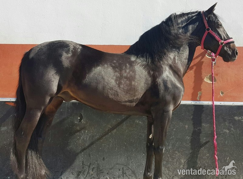 P.R.E negro barroco - Caballos Pura Raza Española (P.R.E.) P.R.E