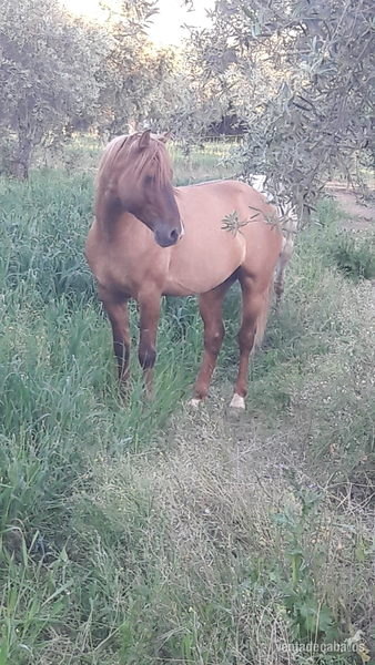 Caballo Luso Árabe in 