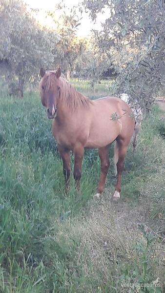 Luso-Árabe