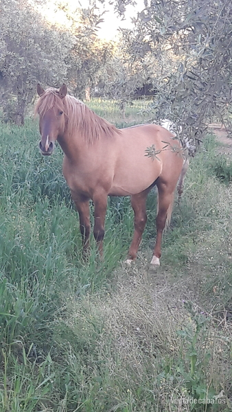 Caballos Enteros Luso-Árabe - Caballo Luso Árabe