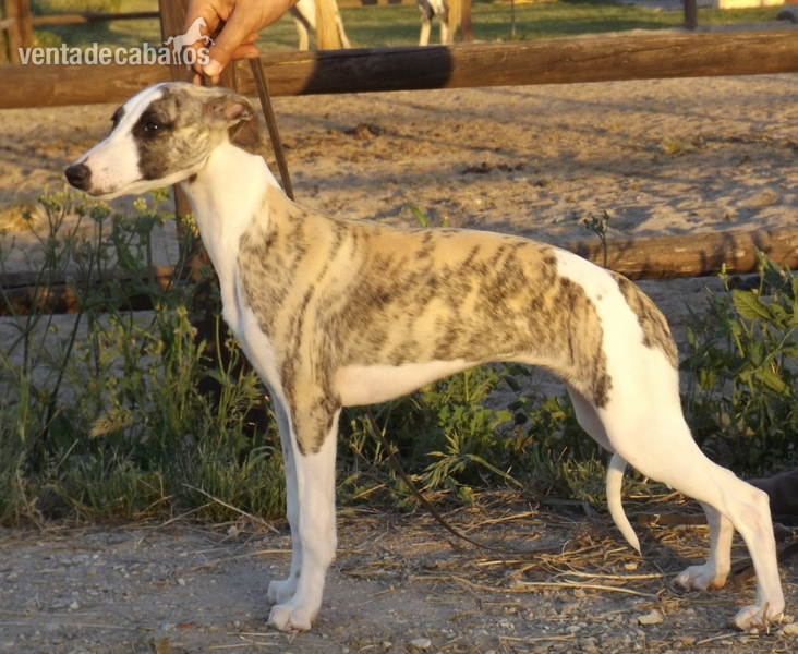 whippet cachorros en venta in 