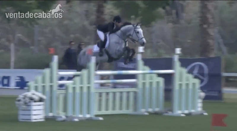Super Yegua de Salto GIII-II in 