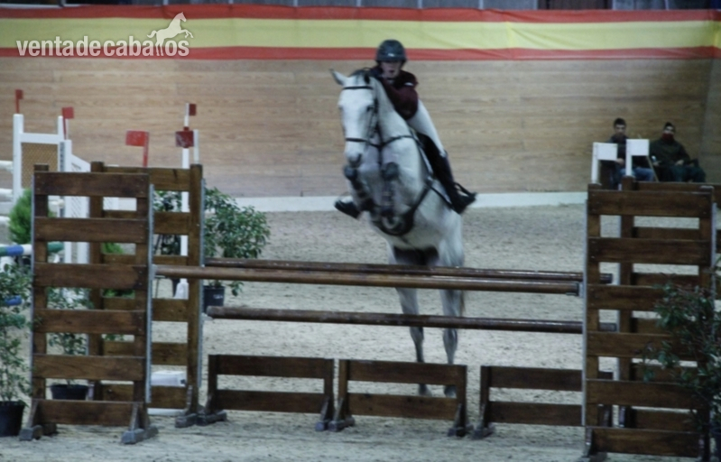 Belgian Warmblood