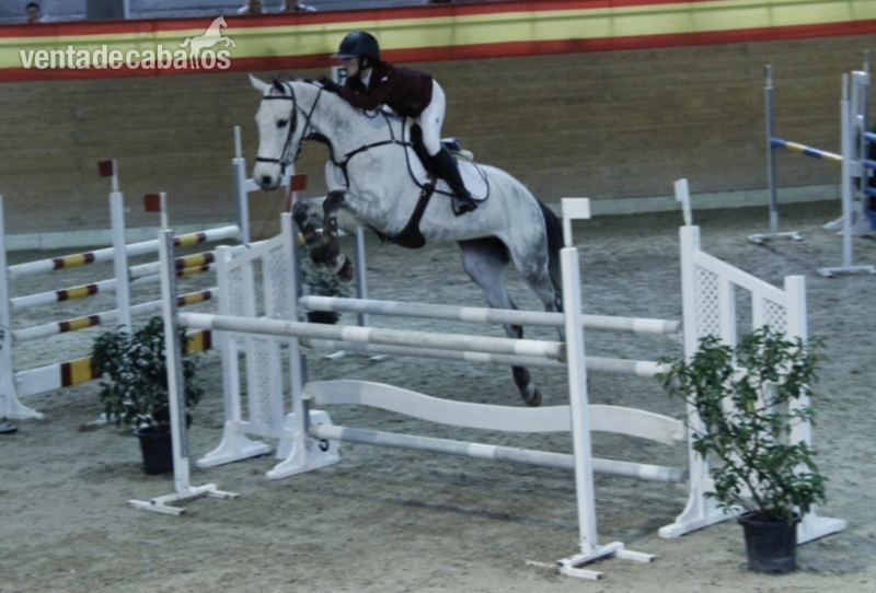 Belgian Warmblood {TYPE}