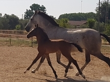 Potro 2 meses CDE Hijo de Santano (Sancisco x Dream of Heidelberg II)