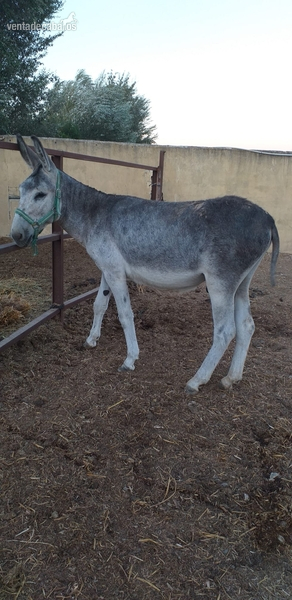 Vendo 2 burros andaluz in 