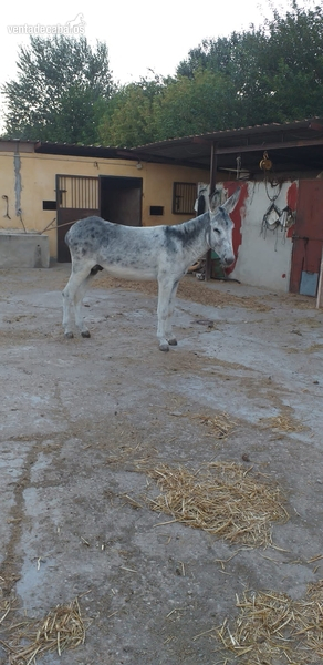 Burros Andaluz - Vendo 2 burros andaluz