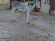 Vendo 2 burros andaluz