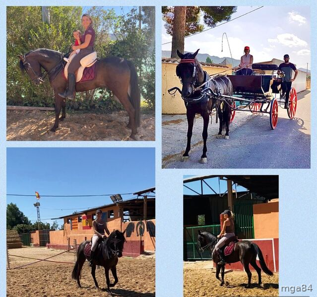 Caballo PRE castrado 5 años, muy noble in 