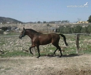 Andaluz