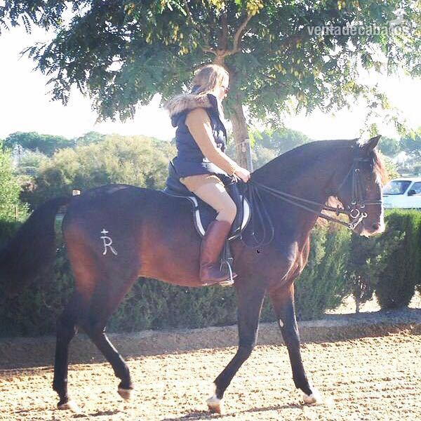 VENTA CABALLO LUSITANO in 