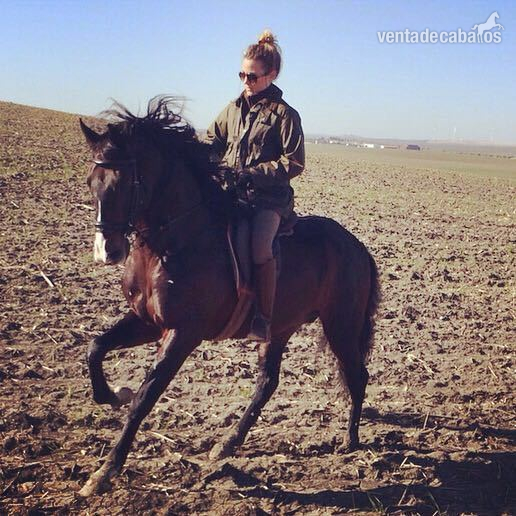 Lusitano