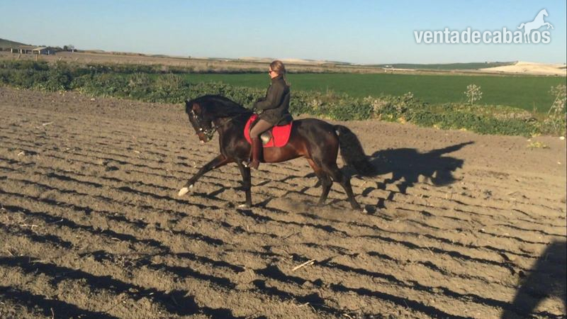 Lusitano {TYPE}