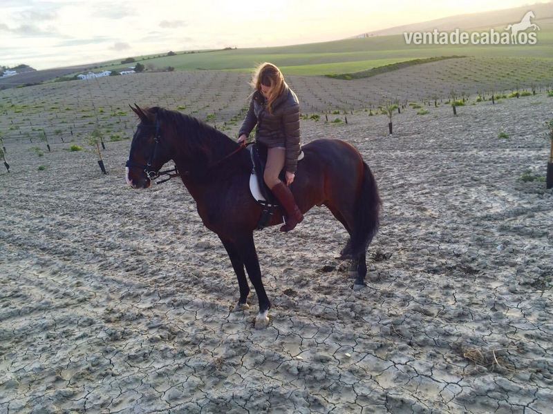 Caballos Enteros Lusitano - VENTA CABALLO LUSITANO
