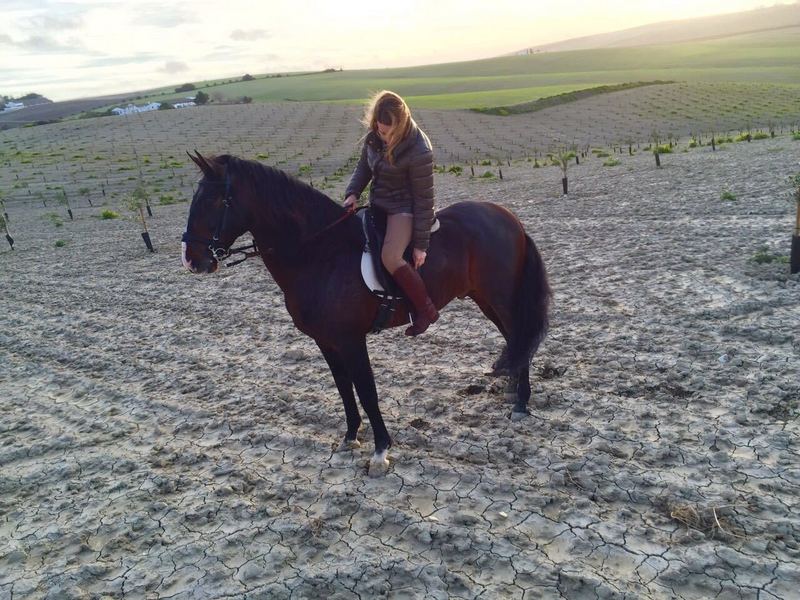 Caballos Enteros Lusitano - VENTA CABALLO LUSITANO