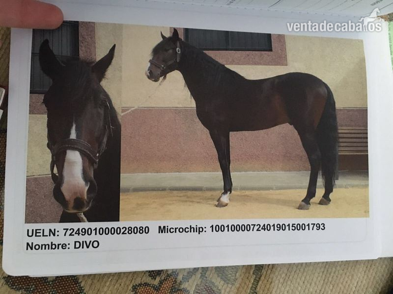 VENTA CABALLO LUSITANO - Caballos Enteros Lusitano