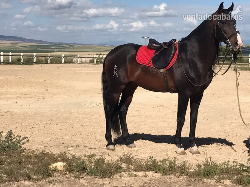 VENTA CABALLO LUSITANO - Caballos Enteros