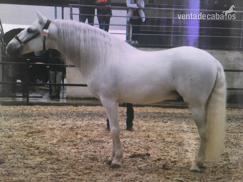 Caballo PRE semental cartujano vega yares in 