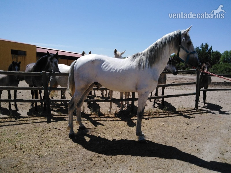 Caballos Pura Raza Española (P.R.E.) Pura Raza Española - SEMENTAL ORIGEN 100% GRANDA
