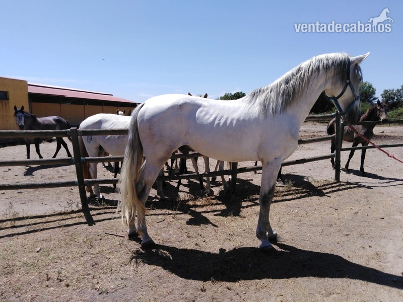 SEMENTAL ORIGEN 100% GRANDA - Caballos Pura Raza Española (P.R.E.) Pura Raza Española