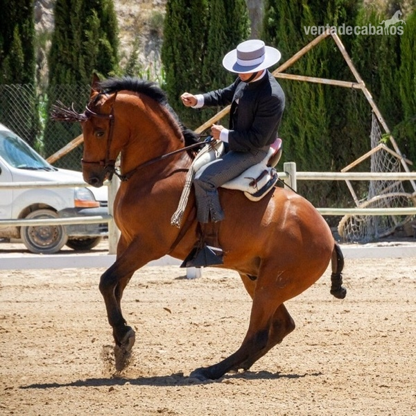 Caballo de vaquera  in 