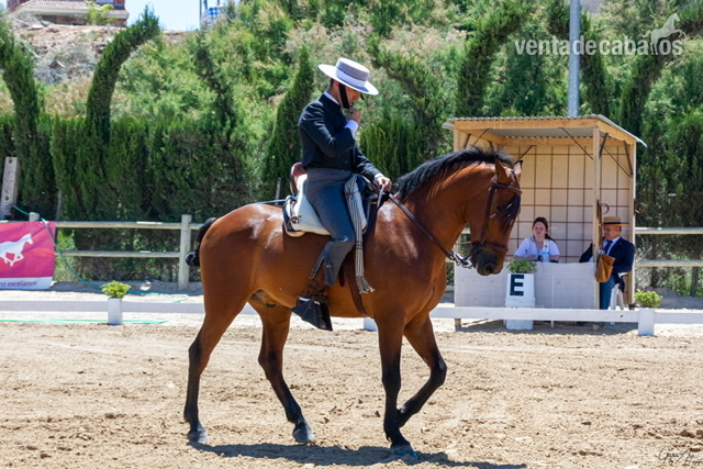 Cruzado {TYPE}