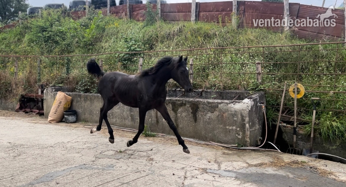 Venta potro PRA in 