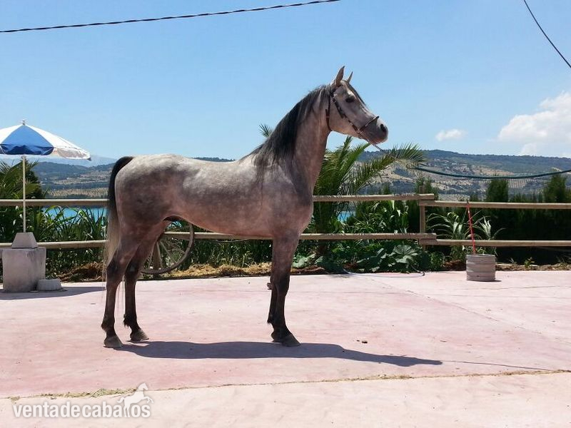 Vendo Caballo árabe in 