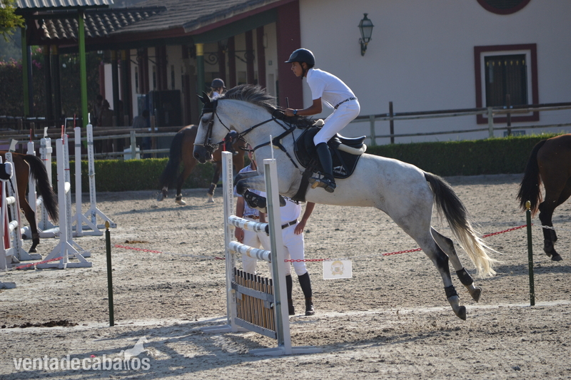 Caballo de Deporte Español (CDE)