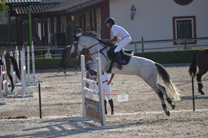 Caballo de Deporte Español (CDE)