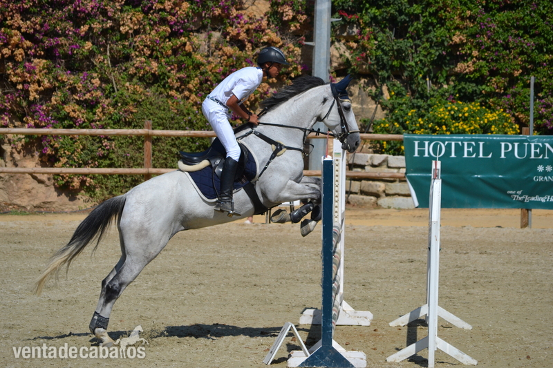 Caballo de Deporte Español (CDE) {TYPE}