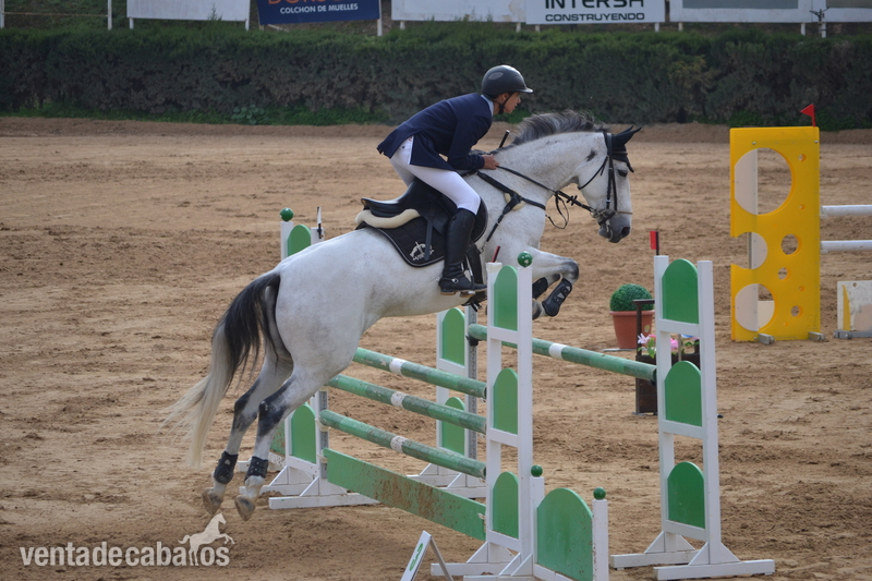 Yeguas Caballo de Deporte Español (CDE) - Vendo yegua de salto