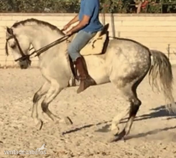 Española