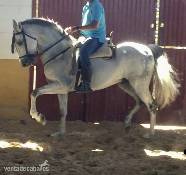 Caballos Capados Española - Magnífica jaca con doma clásica