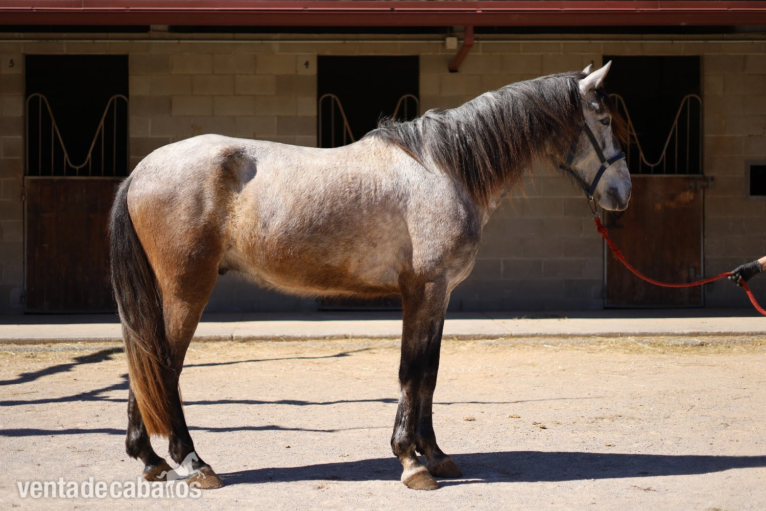 En venta caballo español 4 años in 